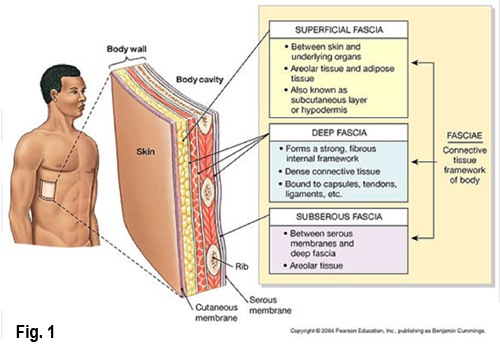 what-is-fascia-newleaf-wellness-centre-abbotsford-bc