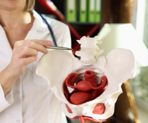 Physiotherapist showing a pelvic floor model