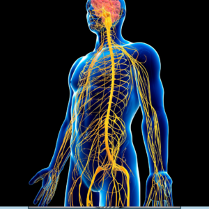image showing the nervous system