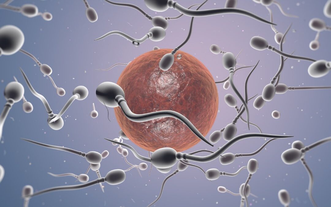 Sperm surrounding an egg.